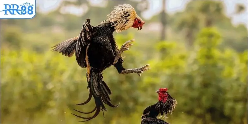 Các tiêu chí nhận biết đá gà C1