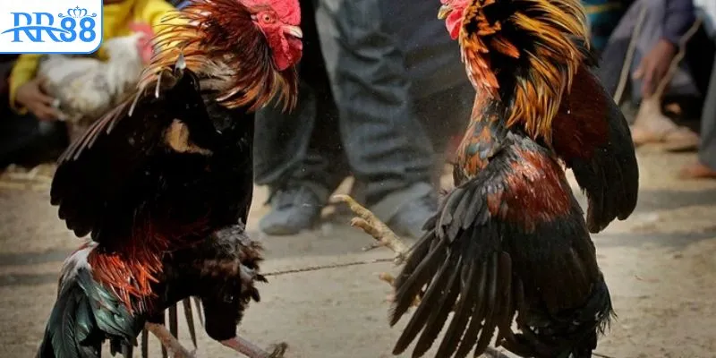 Lưu ý cho thành viên khi tìm kiếm và xem clip đá gà tại RR88